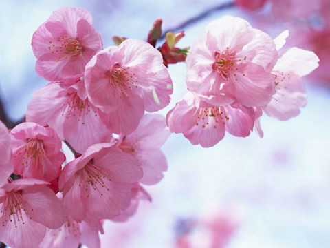 IN-TEAM - RATU SYAHADAH (NASYID)