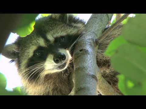 When Raccoons Invaded Joe's Home, He Called Little Rascals for Help