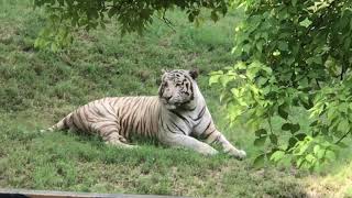 LAHORE ZOO 2021 | White Tiger | Natural Environment