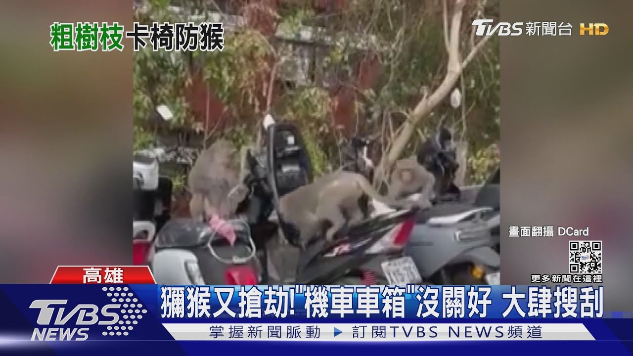 獼猴搶劫「未關好機車車箱」 專家:沒食物翻完就走