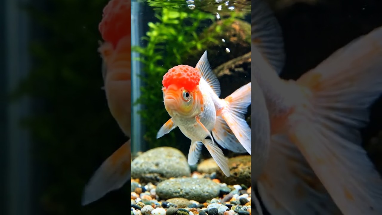 RedCap Orenda Goldfish #betta #aquaticpets