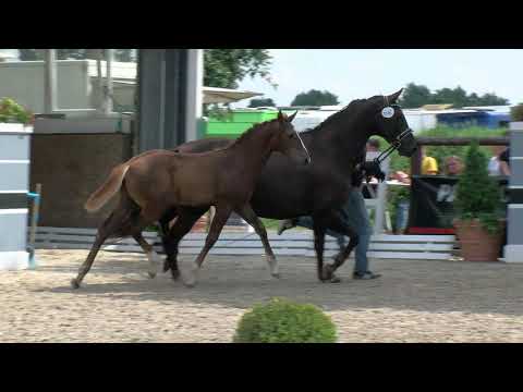 Hf v Sezuans Donnerhall x Don Olymbrio L 2020