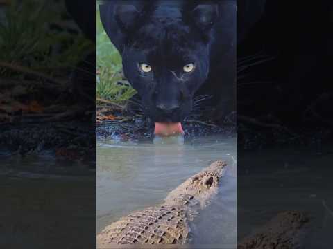 Black Panther Attacks Crocodile Unexpected Ending