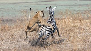 Lions attack and kill zebra SPECTACULAR KILL