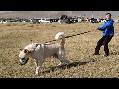 Чемпионат Дагестана 2020-2021гг. НАЧАЛО! ОБЗОР!