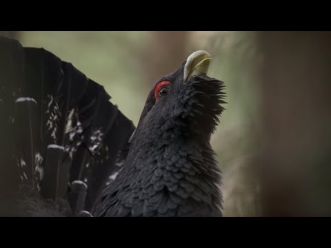 The Bizarre Grouse of the Scottish Highlands | BBC Earth