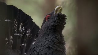 The Bizarre Grouse of the Scottish Highlands | BBC Earth