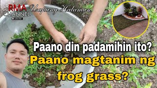 Paano magtanim ng Frog Grass Paano din ito padamihin 