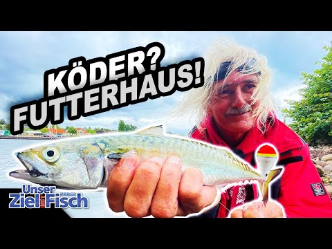 THUNFISCH DES KLEINEN MANNES: JÖRG OVENS auf MAKRELE mit STINT - Unser Ziel ist Fisch - Angelschule