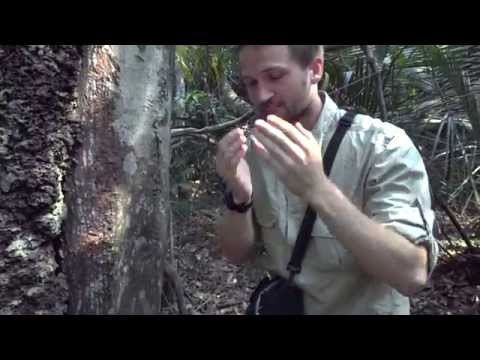 Best repellent ever - ants from the Amazon forest