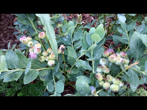 download lagu mp3 mp4 Aronia Berry Vs Blueberry, download lagu Aronia Berry Vs Blueberry gratis, unduh video klip Aronia Berry Vs Blueberry