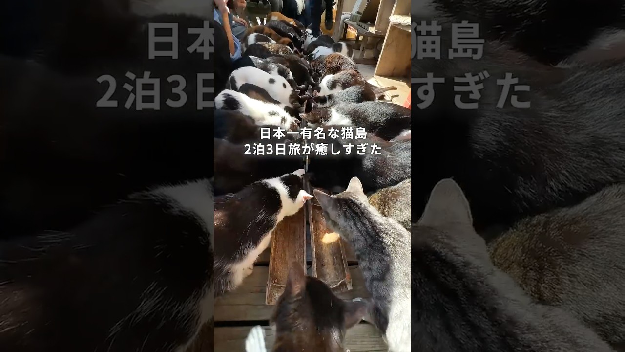 【東北旅】100匹以上の猫様が暮らす島、ガチで猫様だらけだった件😎