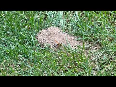 Newly Done Yard Getting Wrecked by Cicada...