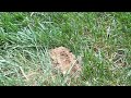 Newly Done Yard Getting Wrecked by Cicada Killer Wasps in Ocean Grove, NJ