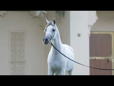 D THAMRAH| Dubai Stud Auction 2022