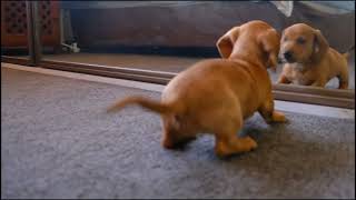 Do you like this fun 😂😂😂😂😂#ytstatus