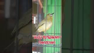 Download lagu PLECI TEMBAKAN KENARI WIT WIT SAMBUNG MANTENANA..... #plecimania #kicaumania #pleciwitwit mp3 Download lagu PLECI TEMBAKAN KENARI WIT WIT SAMBUNG MANTENANA..... #plecimania #kicaumania #pleciwitwit mp3