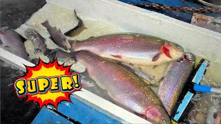 3/12/26 STOCKING 20+ POUND TROUT & BIG SIERRA BOWS AT SANTA ANA RIVER LAKES
