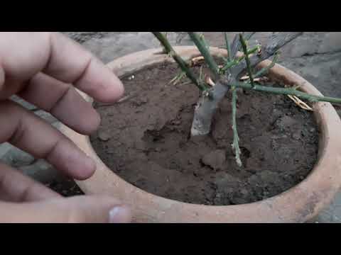 My garden overview 24 May, 2020