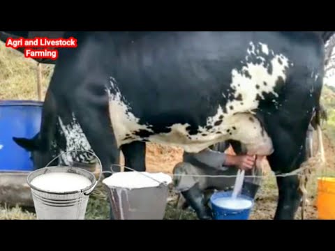 , title : 'Highly Milking Biggest Udder Girlando Cow Breed 127 Litters Milk per day world Record | Gir Cow'