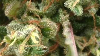 How to Tell When Cannabis is Ready To Harvest.