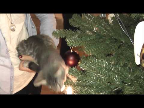 Findus pynter juletre