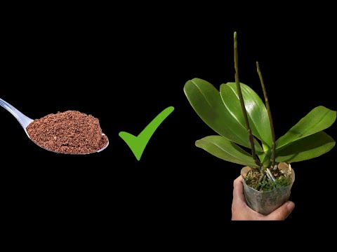 Кофейную гущу можно использовать в качестве удобрения для орхидей