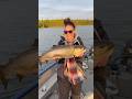 Video Thumbnail for Huge tiger trout from Jenn in Saskatchewan #fishshimano