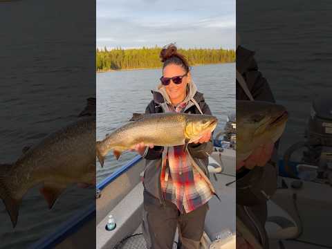 Huge tiger trout from Jenn in Saskatchewan #fishshimano