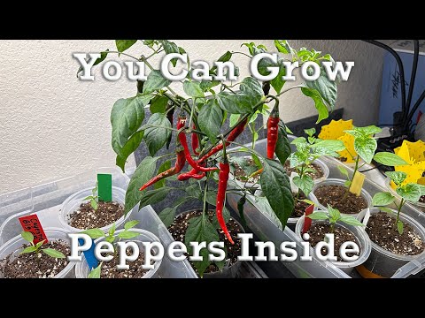 Grow Peppers Inside |  Indoor Cayenne Pepper Growing Under Grow Lights Harvest & Seed Saving