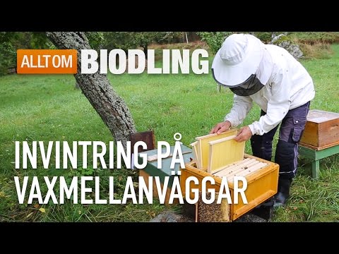 Invintring på vaxmellanväggar - Biodling