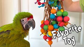 Macaw's Favorite Toy! Great Green Macaw goes crazy for this parrot toy