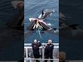 [Ocean Life & Death] Orcas Hunt Great White Shark – Ferocious Attack! #OrcaHunt, #LifeOrDeath