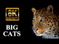 BIG CATS 8K Ultra HD – Tiger, Lion, Cheetah, Leopard, Jaguar, Lynx