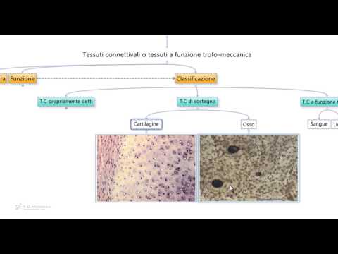 5.5 - Tessuto connettivo il 2° dei 4 tessuti animali.