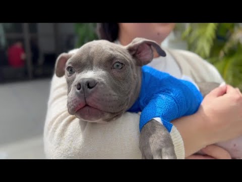 VIDEO: Humane Society of Tampa Bay finds injured dog tossed over 6-foot fence