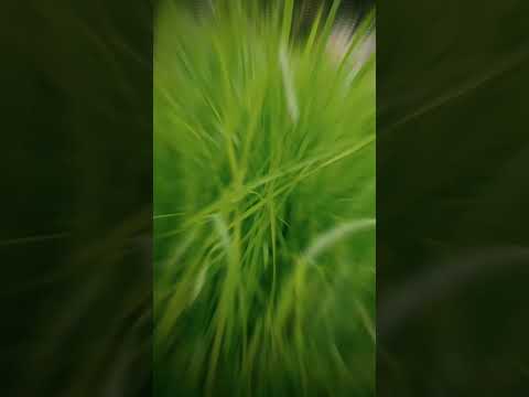 🌺💖 #ytshorts #youtube#fyp