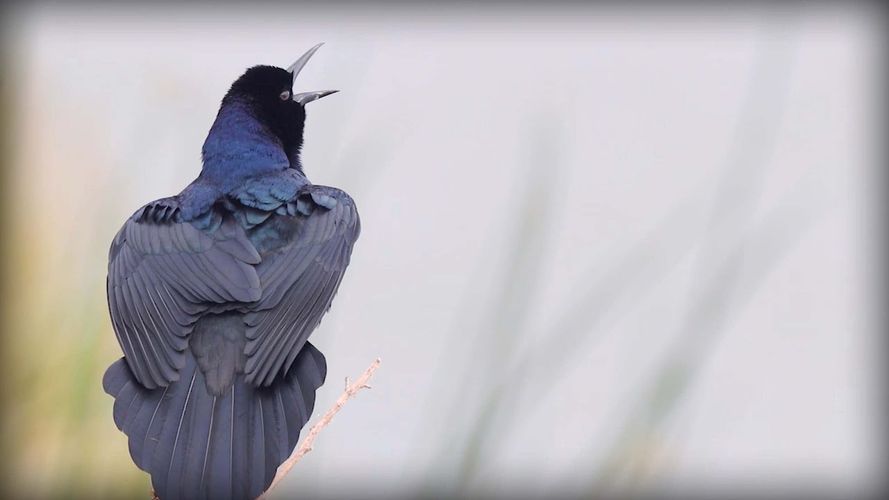 Boat-tailed Grackle (Quiscalus major)