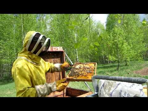 Пчеловодство. Как сеет яйцекладку молодая пчеломатка аборигенка в начале мая!