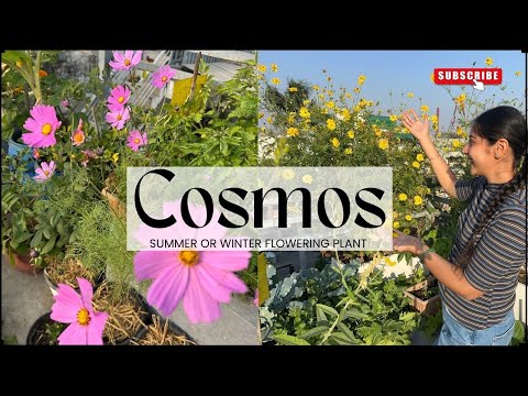 What is the difference between summer cosmos and winter cosmos ? Yellow Cosmos versus Pink Cosmos