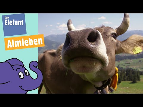 Teil 3 - Kuh Lena & ihre Herde - Leben auf der Alm | Der Elefant | WDR