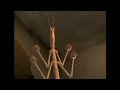 Bug S Life Voice Over