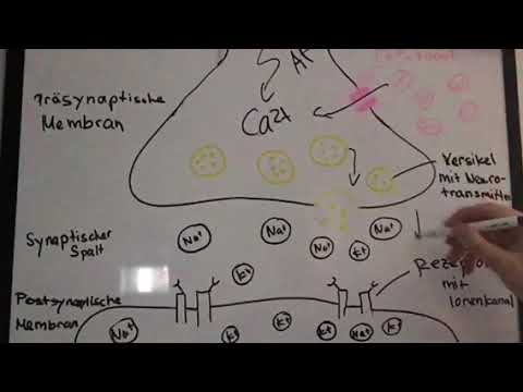 Vorgänge einer Synapse