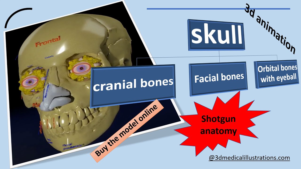 Eye with complete skull 3D 3D Model