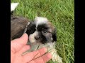 Shih Tzu dogs for sale: Chase - Video 1