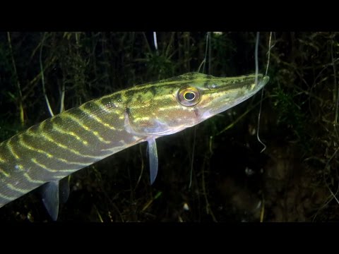 Tauchen im Sauerland- Sorpesee 2015, Sorpesee,Nordrhein-Westfalen,Deutschland