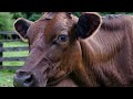 La Vaca Lola Vaquitas Reales Canción Clásica Divertida Para Niños