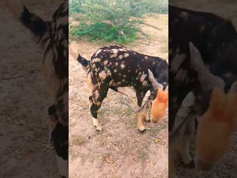goat breeding mood #breeding #youtubeshorts #goat ‎@DesertDiscovery 