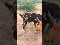 Goat Breeding Mood Breeding Youtubeshorts Goat ‎ DesertDiscovery 