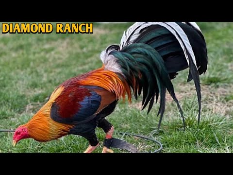 Sweater Yellow leg hatch Kelso - DIAMOND RANCH